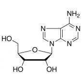  Adenosine 