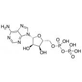  Adenosine 5'-Diphosphate 