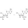  Adenosine Monophosphate 