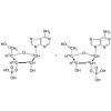  Adenosine Monophosphate 