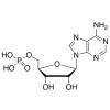  Adenosine 5'-Monophosphate 