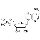  Adenosine 5'-Monophosphate 