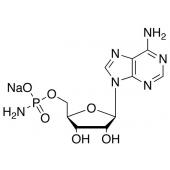  Adenosine 5-Monophospho 