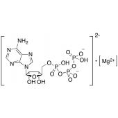  Adenosine 5'-triphosphate 