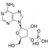  Adenosine-3'-monophosphate 