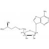  S-(5'-Adenosyl)-L-homocysteine 