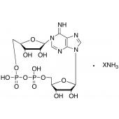  cADP-Ribose (cADPR) Ammonium 