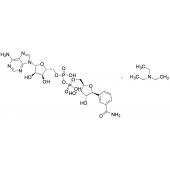  Benzamide Adenine Dinucleotide 