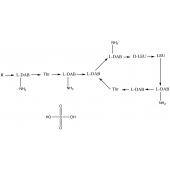  Colistin Sulfate (Mixture of A 