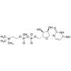  Cytidine 5'-Diphosphocholine 