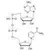  b-Nicotinamide Adenine Dinu 