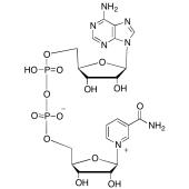  b-Nicotinamide Adenine Dinu 