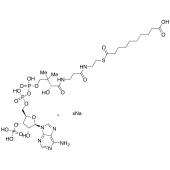  Sebacyl-CoA Sodium Salt 