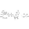  UDP-3-O[R-3-Hydroxymyristoyl]- 