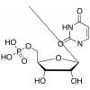  Uridine 5'-Monophosphate 