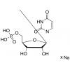  Uridine 5'-Monophosphate 